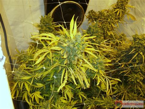Jack Herer Grow Journal How To Grow Weed Indoors