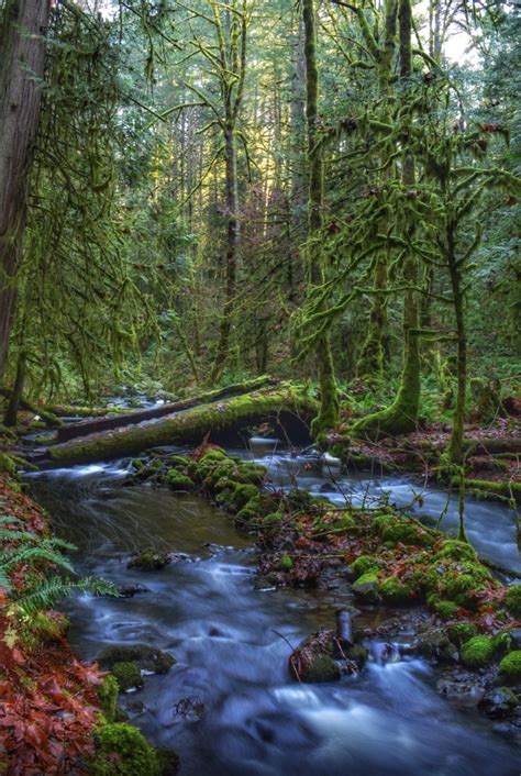 Lush Green Rainforest Photo By Chris Lawes Source