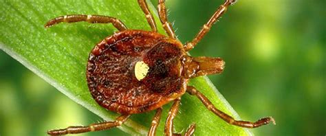 Tick Bite Linked To Rise In Red Meat Allergies Why Now Nbc News
