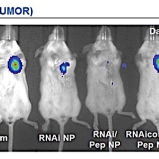 Live Imaging Of Balb C Nude Mice Bearing A Luciferase C Human Lung