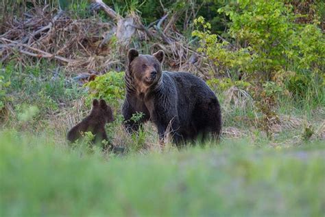 Mother Bears Caring For Cubs Longer To Avoid Hunting Threats Mother