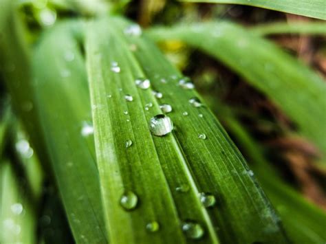 Green Leaf Dew Nature Walppaper Branch Tree Macro Wallpapers Hd