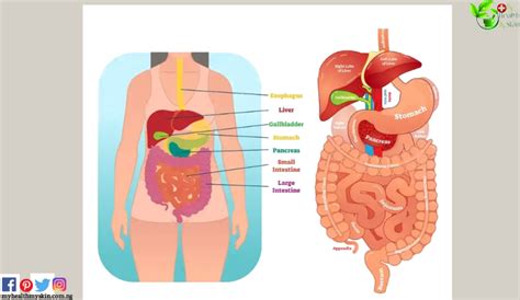 Why Does Your Body Produce Gas Digestive System Health 2022