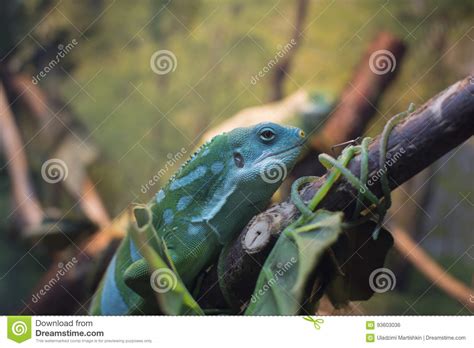 Lizard In Natural Habitat Stock Photo Image Of Shroud 93603036