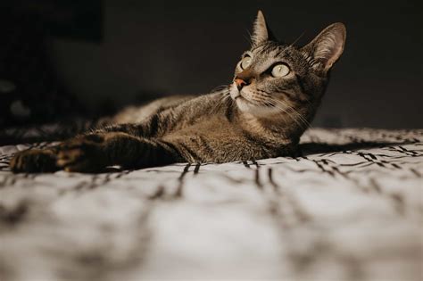 Cat Portraits You Will Fall In Love With These 16 Photos For Sure