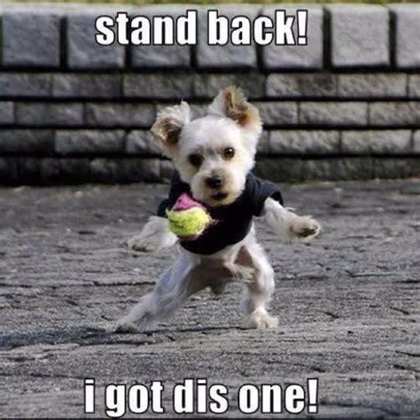 12 Best Jack Russell Memes Of All Time Funny Dog Pictures Funny