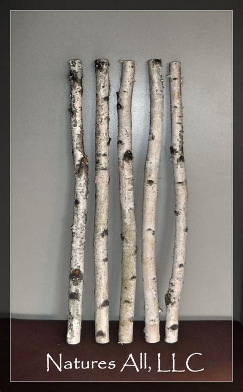 Decorative White Birchwhite Birch Sticks 5 Pc3 By Naturesallllc