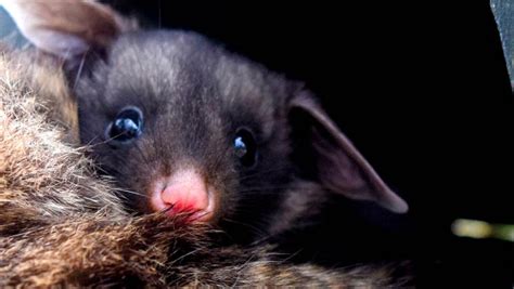 Yellow Bellied Glider Moonlit Sanctuary