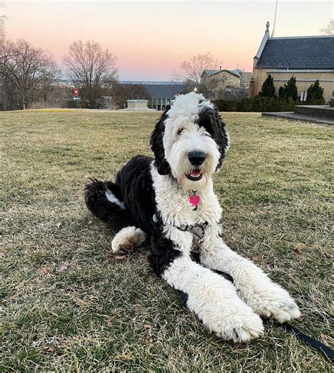 Sheepadoodle Dog Breed Facts And Information The Dog People By