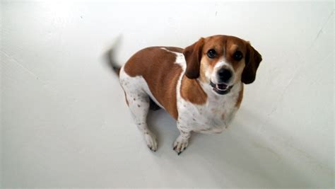 Woof Beagle Basset Hound Mix Best Of Both Worlds Basset Hound Mix