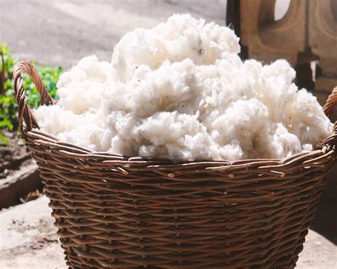 100 Organic Cotton Filling Gots Certified Cottoned Shop