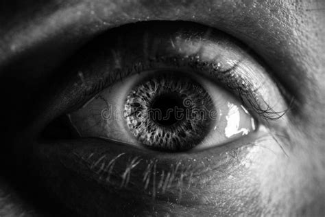Black And White Woman Eye Close Up Macro Detail Stock Image Image