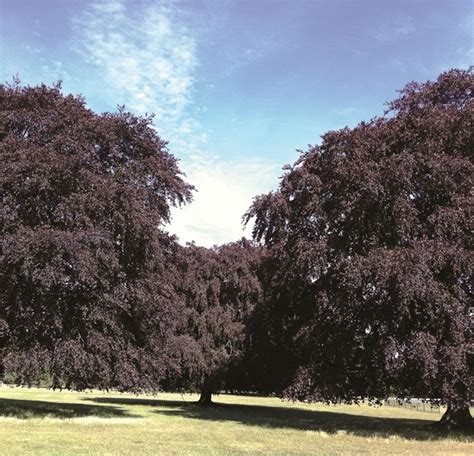 Purple Beech Copper Beech Barcham Trees