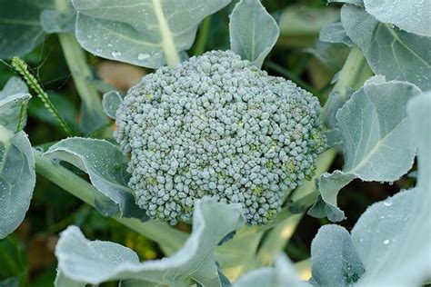 When And How To Harvest Broccoli Gardeners Path
