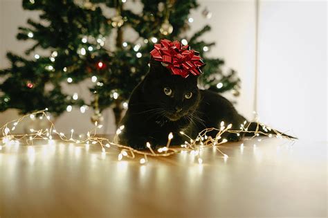 Cute Cats That Are Ready For The Holidays Black Cat Christmas Hd