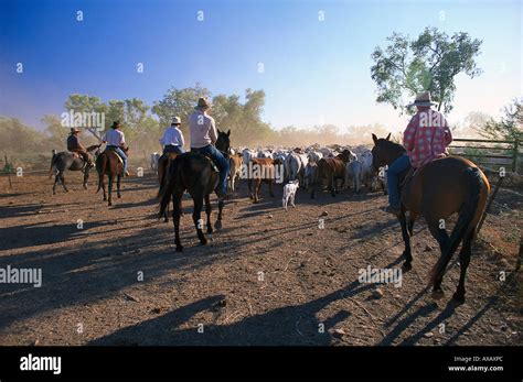 Cowboys Driving A Cattle Herd On A Paddock South Australia Australia