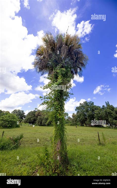 Florida Sabal Palm Hi Res Stock Photography And Images Alamy
