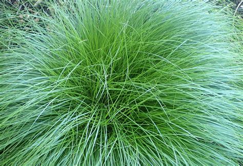 Five Great Native Sedges For Your Garden — Christy Webber Farm And