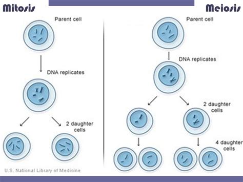 What Is The Difference Between Meiosis Ii And Mitosis Socratic