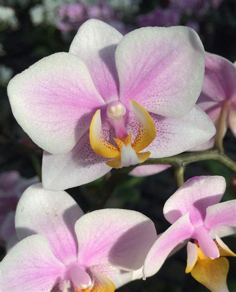 Gallery White Plains Orchids