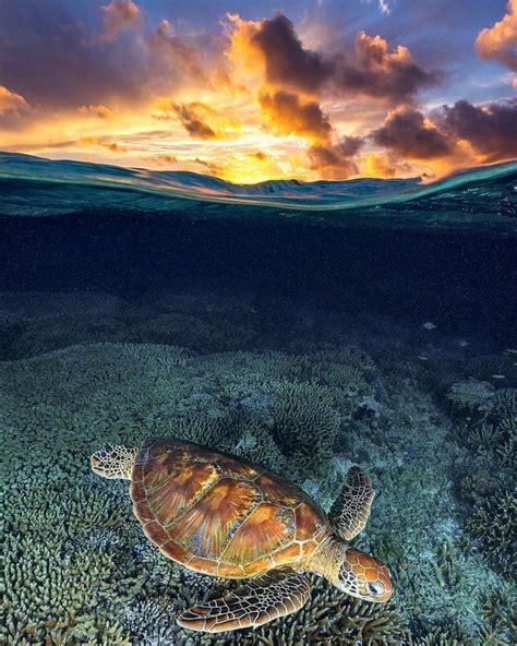 Ocean Pictures On Instagram A Green Sea Turtle With A Powerful