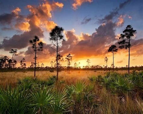 Majestic Everglades Sunset Picture Of Everglades River Of Grass