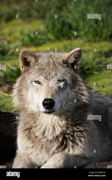 Female Gray Wolf Canis Lupus With A Good Winter Coat Captive At The
