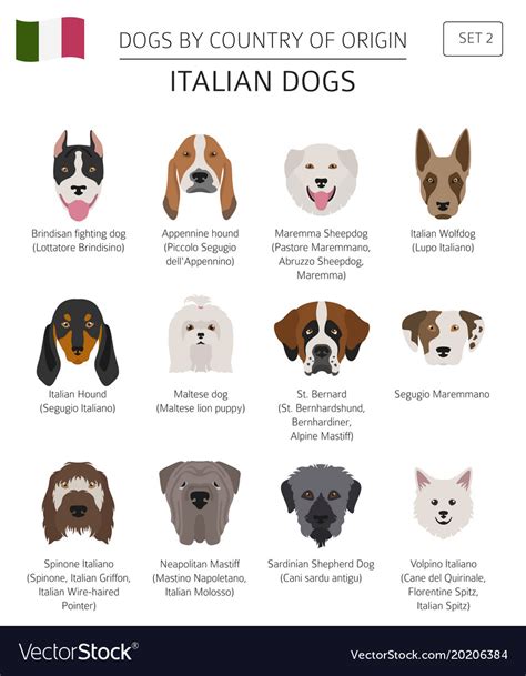 Dogs Country Origin Italian Dog Breeds Royalty Free Vector