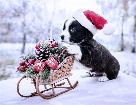Baby Animal Dog Pet Puppy Santa Hat Wallpaper Resolution2000x1552