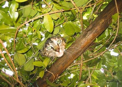 Ten Pictures Of Cats In Trees You Will Instantly Smile At