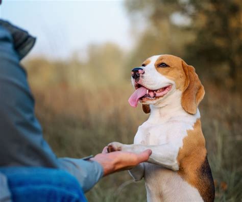 ¿qué Sabes Sobre Adiestramiento Canino Fisioterapiaviva