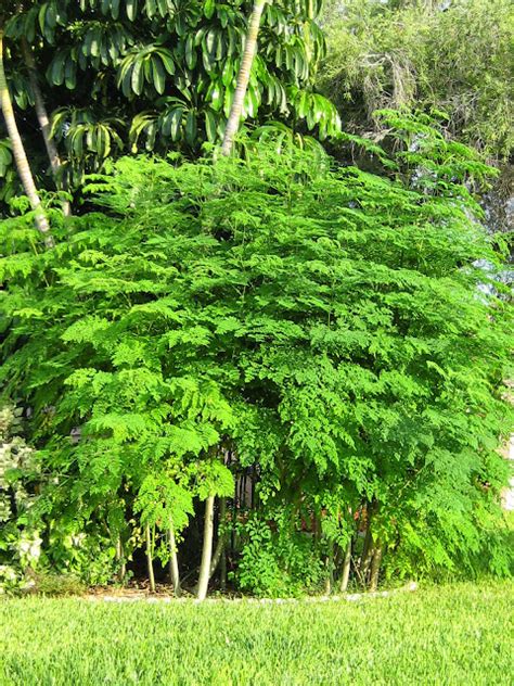 Plantsmyway Moringa The Wonder Tree