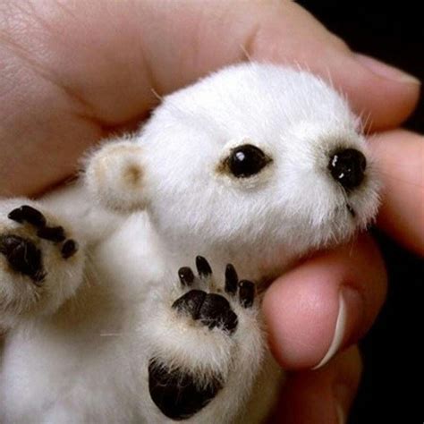Ay Así Serán Mis Críos D Oso Polar Animales Animales Bebés Y
