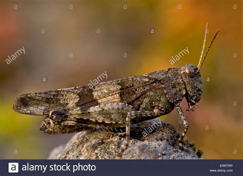 Band Winged Grasshopper Hi Res Stock Photography And Images Alamy