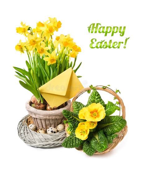 Yellow Daffodils And Primrose On White Background Happy Easter Stock