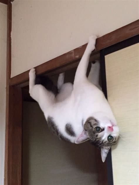 Check Amazing 20 Ninja Cats Caught In Action Make You Amused