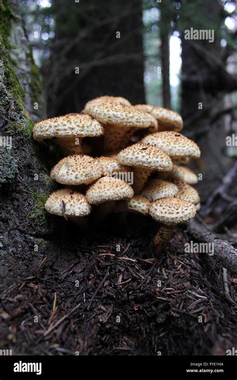 Pholiota Strophariaceae Mushrooms On A Tree In Alberta Foothills