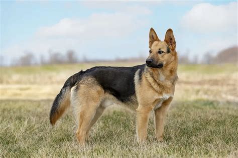 German Shepherd Dog Breed Information And Characteristics