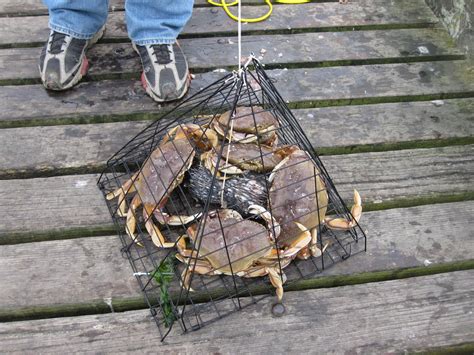 This video will show you how to make your own diy blue crab traps for cheap. Crab Traps Wallpapers High Quality | Download Free