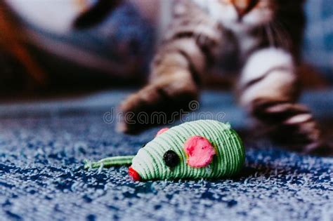 A Cat Attacking A Toy Mouse On A Blue Sofa Stock Image Image Of