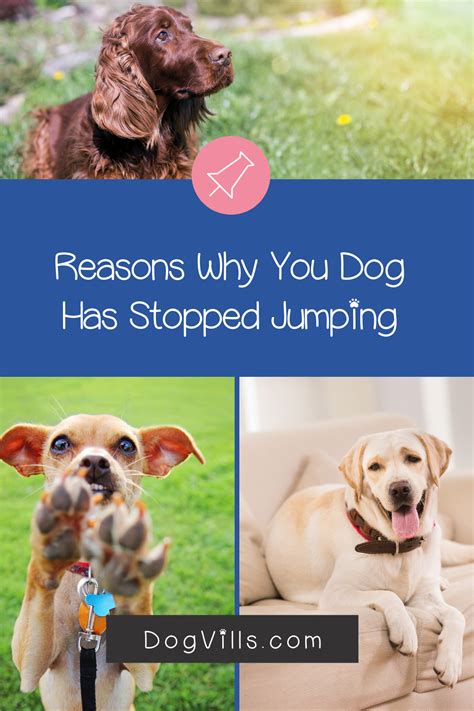 8 Reasons Why Your Dog Has Stopped Jumping Dogvills In 2020 Dogs