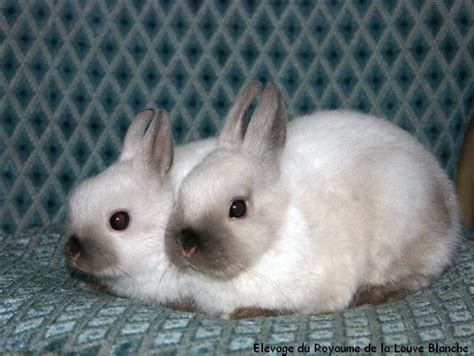 Lapin Belier Nain Shefalitayal