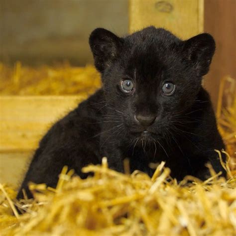 ‘gorgeous Rare Female Black Jaguar Cub Is Born At Englands Big Cat