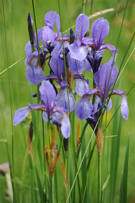 Colorful Wild Iris Flowers On A Green Meadow In Early Summer In