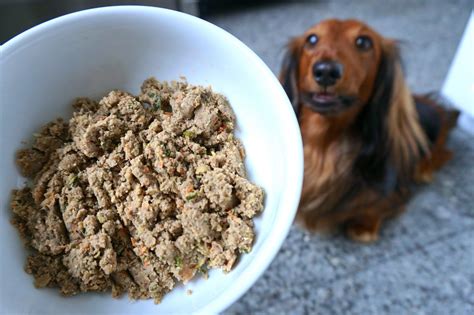 How To Choose The Best Dog Food Django