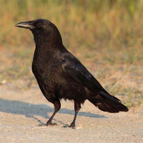 Backyard Birds And Crows — Big · Round · Pine