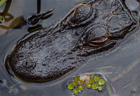 Alligator Head Close Up Lake Seminole Park Florida Stock Photo
