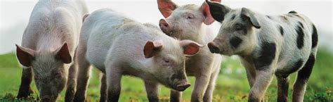 Pigs Resources Compassion In World Farming