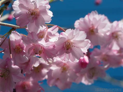 A gift from japan, it is the most beautiful of flowering cherries. Prunus serrulata 'Kwanzan' - Kwanzan Flowering Cherry Tree ...