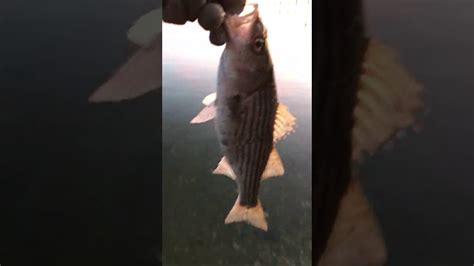 Striped Bass Catch And Release Youtube